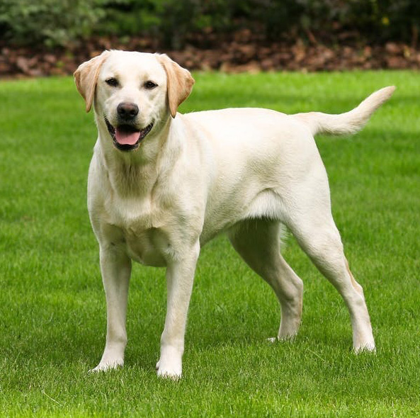 labrador2.jpeg
